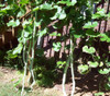 Trichosanthes cucumerina - Snake Gourd, Tropical Long Seeds