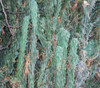 Cereus repandus - Apple Cactus, Montrose Form Seeds