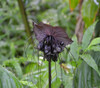 Tacca chantrieri - Bat Flower, Black Seeds Tacca chantrieri - Bat Flower, Black Seeds