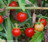 Matt's Wild Cherry Tomato Seeds