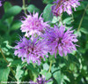 Monarda fistulosa - Bergamot, Wild Seeds