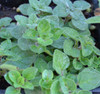 Origanum vulgare - Oregano, Greek Seeds