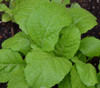 Mustard, Florida Broadleaf Seeds