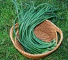 Yard Long Bean, 3 Feet Plus Seeds