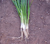 Bunching Onion, Ishikura Seeds