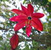 Passiflora 'Mission Dolores' - Mission Dolores Passion Flower