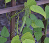 Blue Lake Beans, Pole Seeds