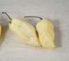Bhut Jolokia Pepper, White Seeds