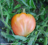 Eagle's Beak Tomato