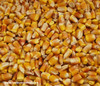 Reid's Yellow Dent Corn Seeds