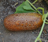 Brown Russian Cucumber Seeds