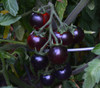 Clackamas Blueberry Tomato Seeds