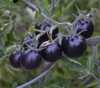 Dancing With Smurfs Tomato Seeds