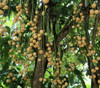 Baccaurea racemosa - Menteng Seeds Baccaurea racemosa - Menteng Seeds