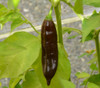 Georgia Black Pepper