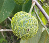 Annona spraguei - Panama Cherimoya Seeds