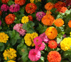 Zinnia elegans - California Giant Zinnia Mix Seeds