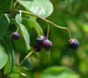 Amelanchier x grandiflora - Apple Serviceberry