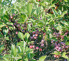 Prunus maritima - Beach Plum Seeds