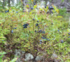 Vaccinium angustifolium - Lowbush Blueberry Seeds
