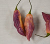 Bhut Jolokia Pepper, Purple