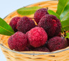 Myrica rubra - Yumberry Seeds