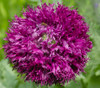 Papaver sp. - Black Swan Poppy Seeds