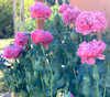 Papaver sp. - Lilac Pompon Poppy Seeds