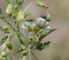 Physalis acutifolia - Wright's Ground Cherry Seeds