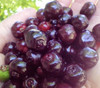 Eugenia florida - Guamirim Seeds