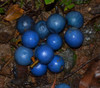 Elaeocarpus angustifolius - Blue Marble Tree Seeds