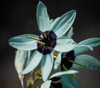 Ixia viridiflora - Turquoise Ixia Seeds