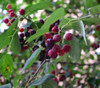 Amelanchier lamarckii - Snowy Juneberry Seeds