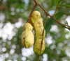 Inga laurina - White Ice Cream Bean Seeds