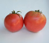 Tondino Tomato