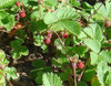 Fragaria vesca - Woodland Strawberry Seeds