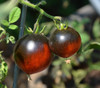 Indigo Apple Tomato