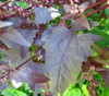 Atriplex hortensis - Orach, Red Seeds