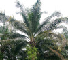 Elaeis guineensis - African Oil Palm