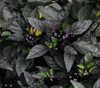 Black Pearl Pepper Seeds
