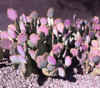 Opuntia macrocentra - Purple Prickly Pear Seeds