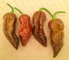 Bhut Jolokia Pepper, Chocolate Seeds