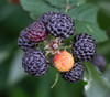 Rubus leucodermis - Blue Raspberry Seeds