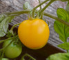 Yellow Perfection Tomato Seeds