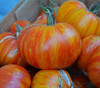 Beauty King Tomato Seeds