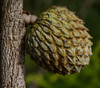 Annona crassiflora - Marolo Seeds