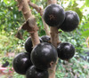 Myrciaria sp. - Grimal Jaboticaba Seeds