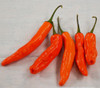 Datil Pepper, Red