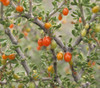 Lycium andersonii - Anderson's Wolfberry Seeds
