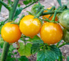 Honeydrop Cherry Tomato Seeds